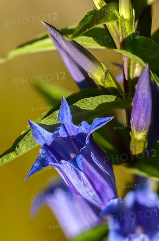 Gentian plants, gentiana asclepiadea, gentianaceae, swallowroot zian, flora, high size, vertical format, plants, willow gentian