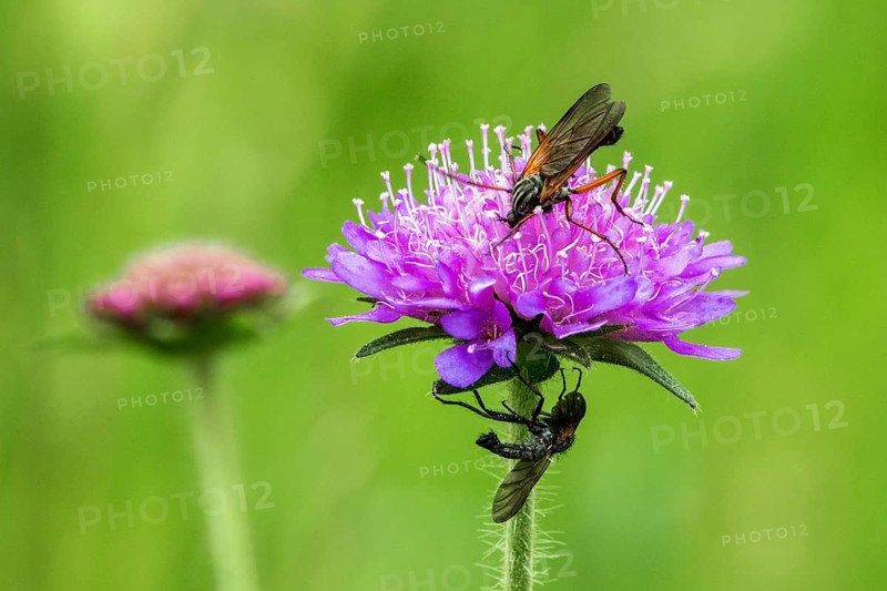 Field scabious (Knautia arvensis) with dance flies (Empididae), close-up, Fellhorn, Oberstdorf, Oberallgäu, Allgäu, Bavaria, Germany