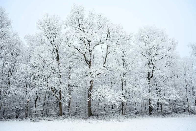 English oaks (Quercus robur) covered in hoarfrost and snow in winter, North Rhine-Westphalia, Germany