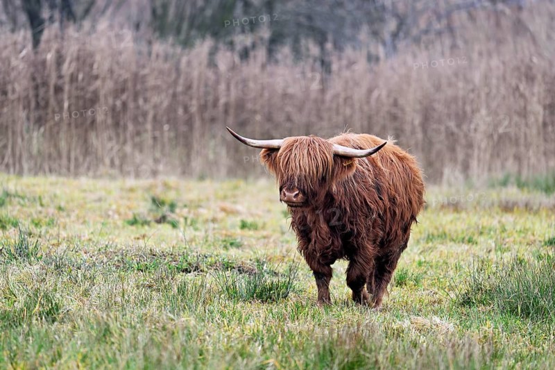 Highland cattle (Bos taurus), adult animal standing in a meadow, Reussspitz nature reserve, Maschwanden, Canton of Zurich, Switzerland