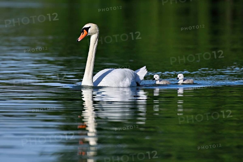 Mute swan (Cygnus olor), male with two chicks swimming in Lake Zug, Canton Zug, Switzerland