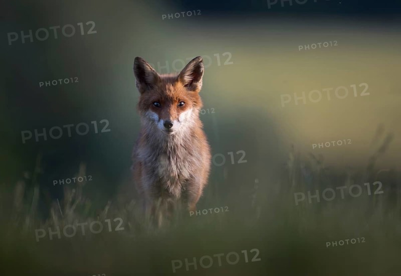 Red fox (Vulpes vulpes), mother watching intently, Zurich, Switzerland