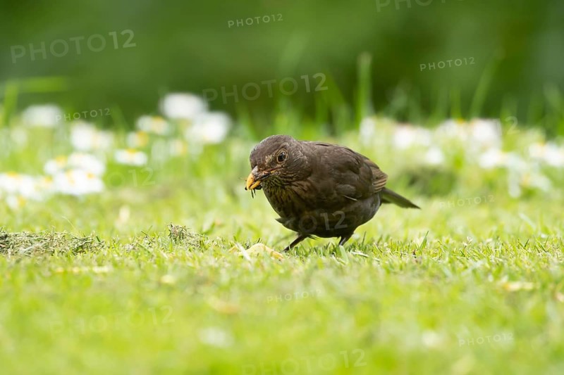 Eurasian blackbird (Turdus merula) adult garden bird collecting bugs for food from a grass lawn, England, United Kingdom