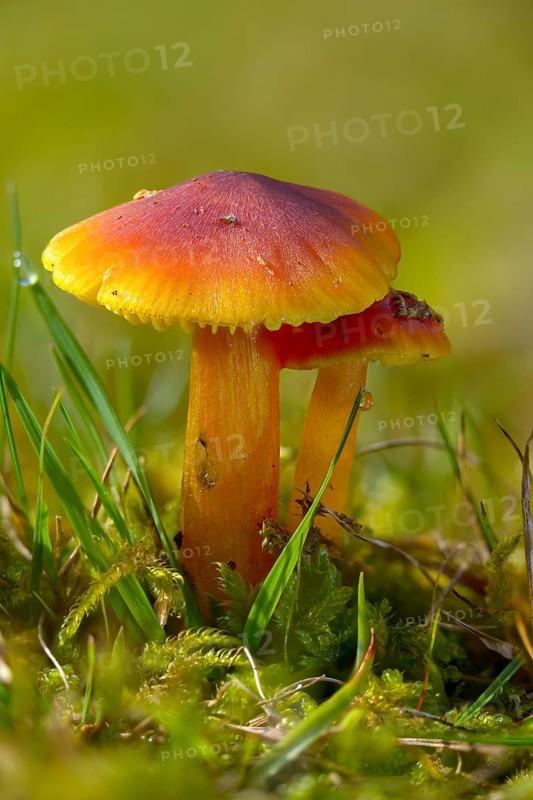 Hygrocybe conica, hygrocybe conica agg, conical sapling, blackening sapling, blackening waxcap, conical slimy cap, conical wax cap, fungi, fungus, high size, portrait format, mushrooms, witch's hat