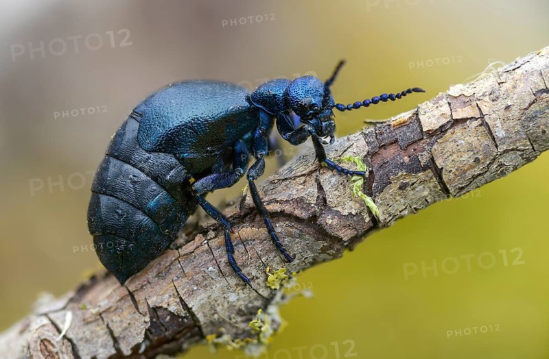 Blue mayworm, mayworm, meloe cf violaceus, meloe violaceus, meloid beetle, purple oil beetle, beetle, coleoptera, insects, beetles, oil beetle, oil beetle