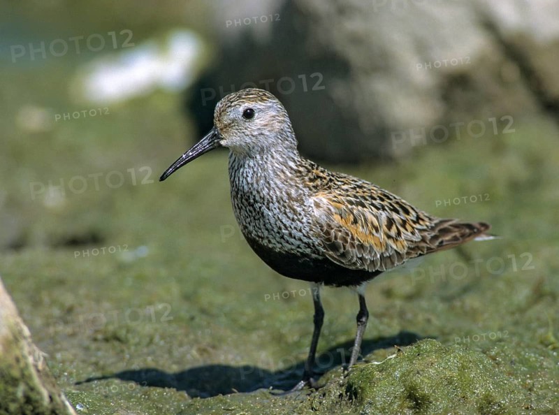 Alpine sandpipers, Calidris alpina, Dunlin, birds, breeding plumage, charadriiformes, leo, limikolen, magnificent dress, snipe birds, scolopacidae, birds, waders, waders, waders