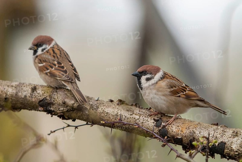 Tree Sparrow, Passer Montanus, Sparrow, Tree Sparrow, Birds, Passeri, Songbirds, Sparrow, Sparrow, Sparrow, Sparrow, Sparrow, Birds