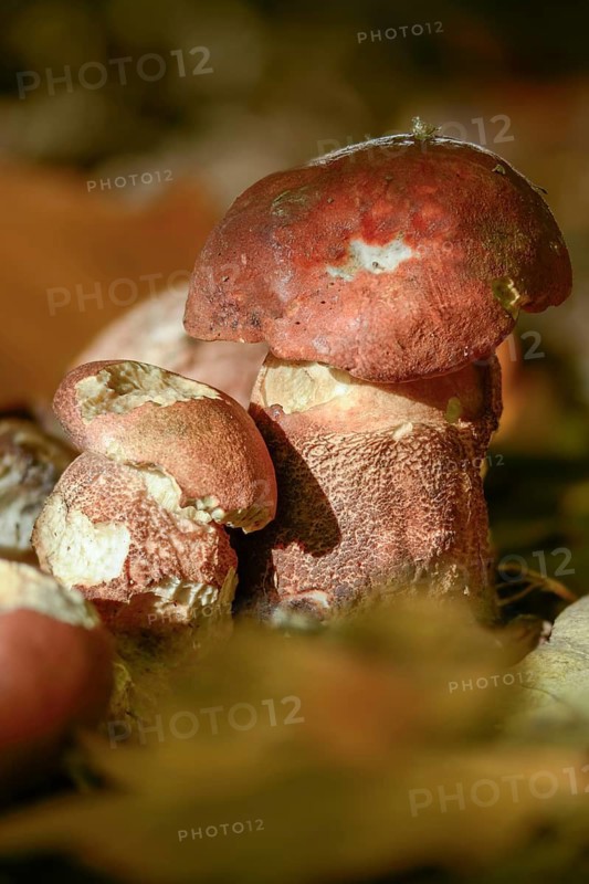 Aspen redcap, deciduous forest redcap, leccinum albostipitatum, leccinum aurantiacum, leccinum leucopodium, leccinum rufum, poplar redskin bolete, redcap, white-stemmed redcap, fungi, fungus, high size, portrait format, mushrooms