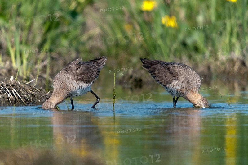 Black-tailed godwit, limosa limosa, birds, charadriiformes, limikolen, snipe birds, scolopacidae, birds, waders, waterbirds, waterbirds, waders