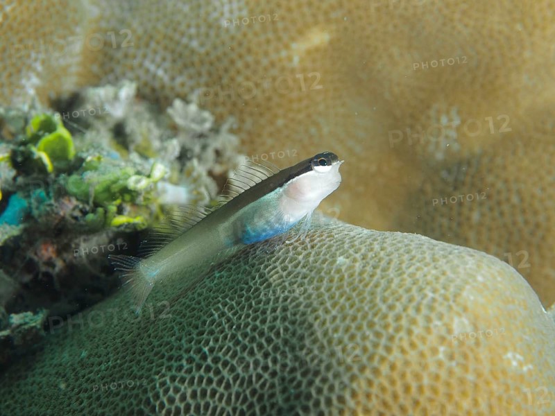 A small blenny, the Banda crested blenny (Ecsenius bandanus), is perched on a piece of coral in the ocean at the Prapat dive site, Penyapangan, Bali, Indonesia