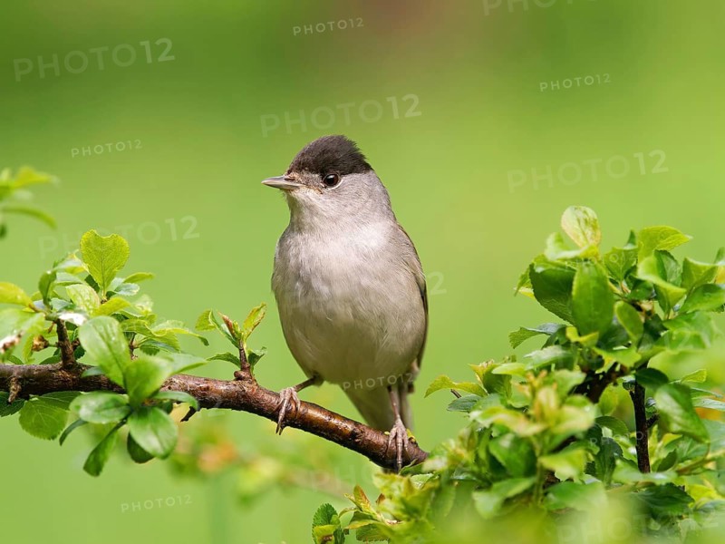 Blackcap (Sylvia atricapilla), male sitting on a blackthorn branch (Prunus spinosa), Solms, Hesse, Germany