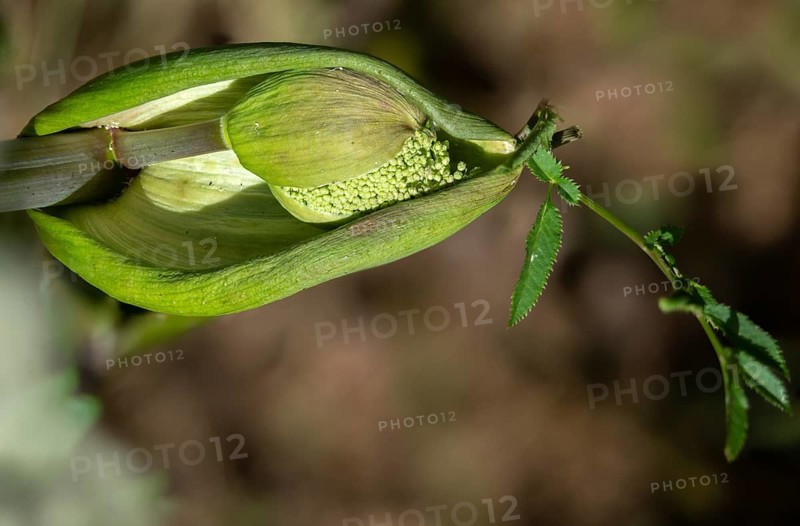 Angelica sylvestris, angelica, wild angelica, wild breastroot, flora, plants, plants, wild angelica