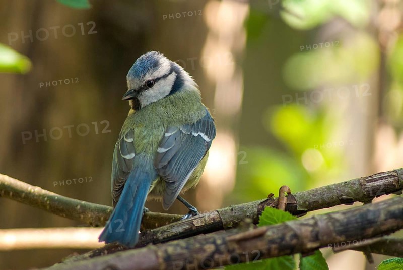 Blue tit, parus caeruleus, birds, spring, tits, passeri, songbirds, songbirds, jump, tits, birds