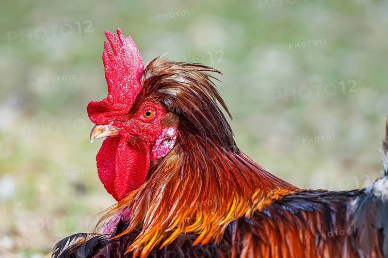 Chickens and a rooster on a poultry pasture with an outlet. St. Johann, Baden-Württemberg, Germany