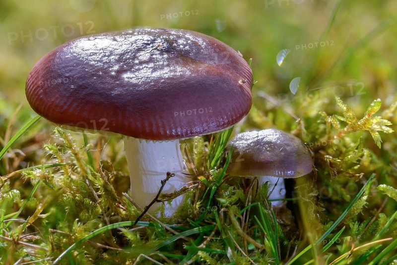 Humpback hen, Russula caerula, fungi, fungus, humpback brittlegill, mushrooms