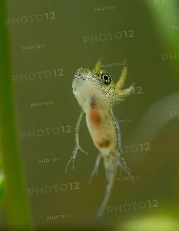 Great crested newt, crested newt, northern crested newt, Triturus cristatus, amphibians, amphibians, high size, portrait format, larva, larva, amphibians, northern crested newt, warty newt