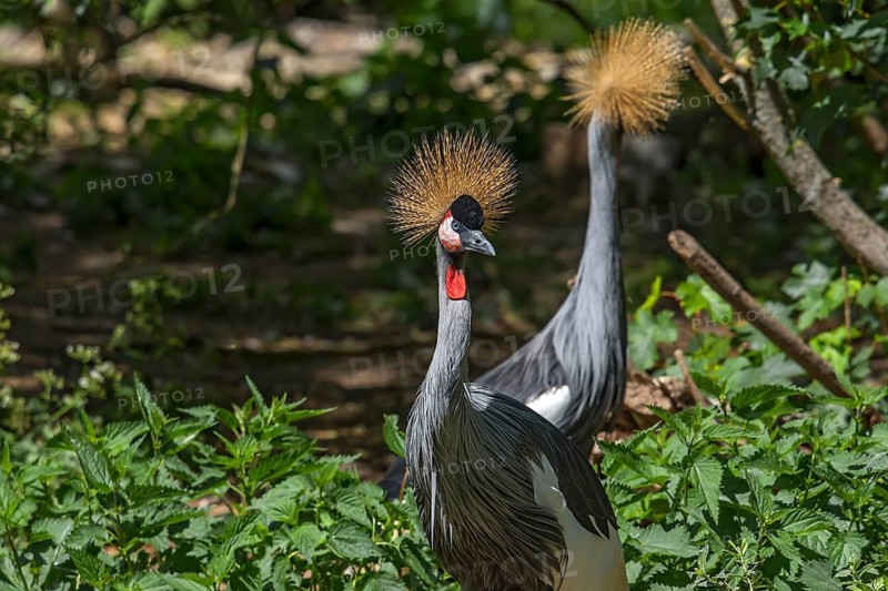 Crowned Cranes (Balearica pavonina), Nuremberg Zoo, Middle Franconia, Bavaria, Germany