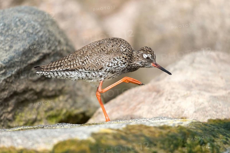 Redshank, redshank, tringa totanus, birds, charadriiformes, plumage, limikolen, preening, snipe birds, scolopacidae, birds, waders, waders