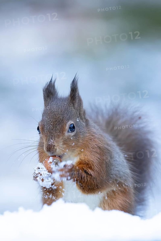 Red squirrel (Sciurus vulgaris) adult animal eating a hazel nut in snow in winter, England, United Kingdom