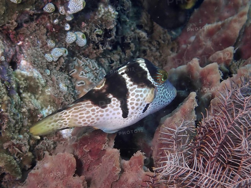 A patterned pufferfish, the saddle-spotted pufferfish (Canthigaster valentini), swimming amongst the corals at the Prapat dive site, Penyapangan, Bali, Indonesia