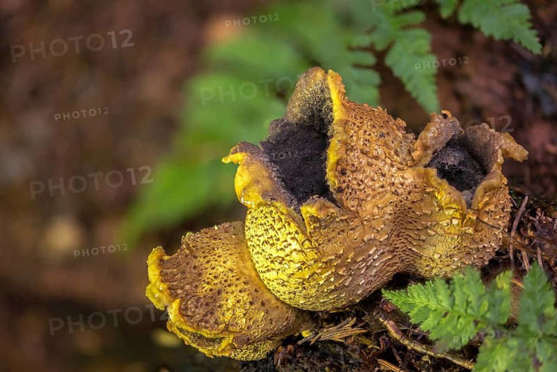 Bovist, thick-skinned potato bovist, fire mushroom, poisonous ball mushroom, potato bovist, smoke mushroom, sand truffles, pork truffles, scleroderma citrinum, scleroderma vulgare, sclerodermataceae, common earth ball, fungi, fungus, pigskin poison puffball, mushrooms