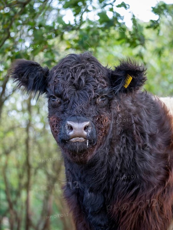 Artiodactyla, belted galloway, belties, bos taurus sspec.5, cattle, even-toed ungulate, galloway cattle, cloven-hoofed, domesticated animals, pet, high size, portrait format, mammals, cattle, mammals