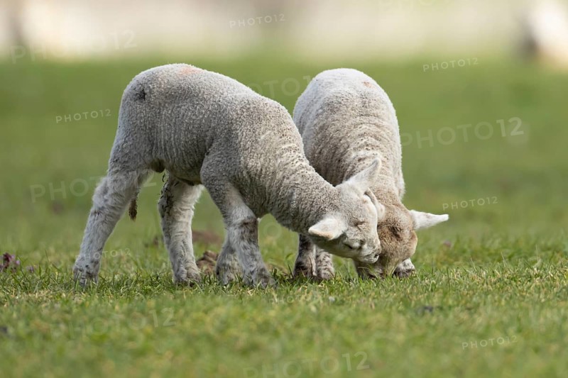 Domestic sheep (Ovis aries) two juvenile baby lamb farm animals in a grass field in spring, England, United Kingdom