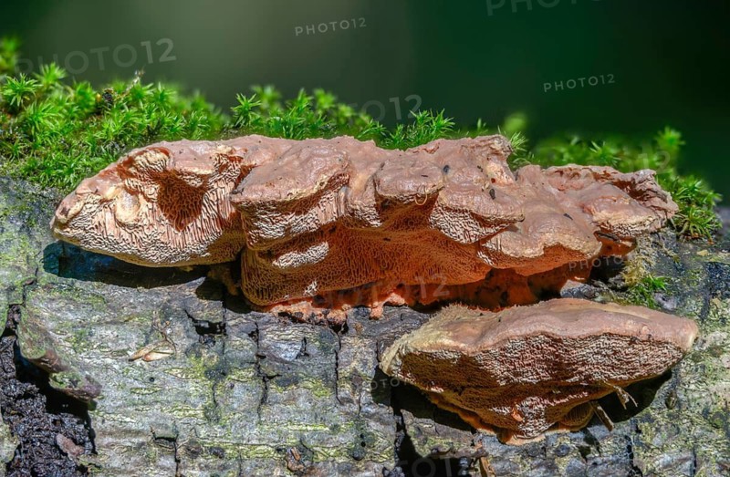 Hapalopilus nidulans, Hapalopilus rutilans, cinnamon-colored soft porling, cinnamon bracket, fungi, mushrooms, porling, purple dye polypore, tender nesting polypore