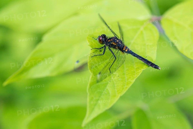 Leucorrhinia caudalis, Lilypad whiteface, dainty mossmaid, anisoptera, damselflies, dragonflies, insects, dragonflies, odonata