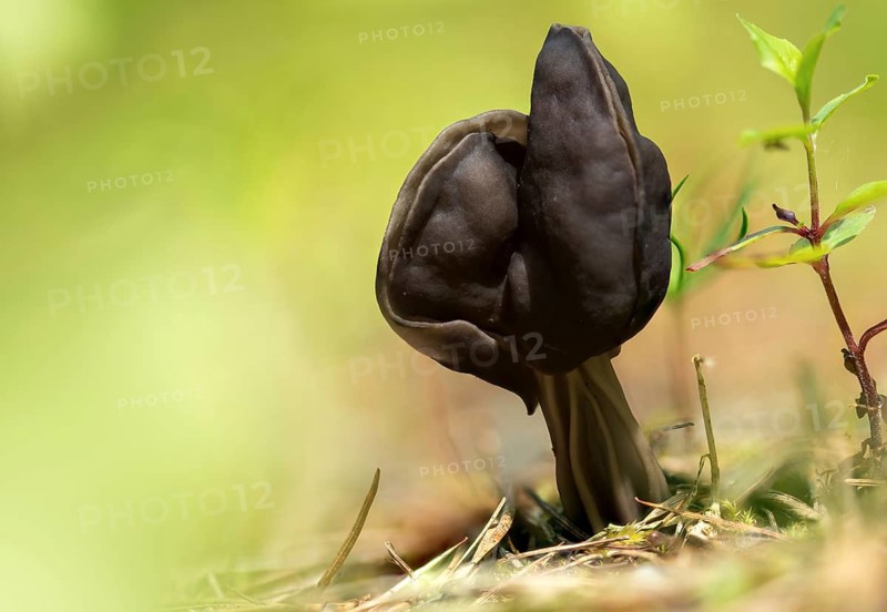 Spring pit laurel, pit laurel, helvella lacunosa, helvella sulcata, helvellaceae, lornel relatives, elf saddle, fluted black elf saddle, fungi, fungus, late grey saddle, mushrooms