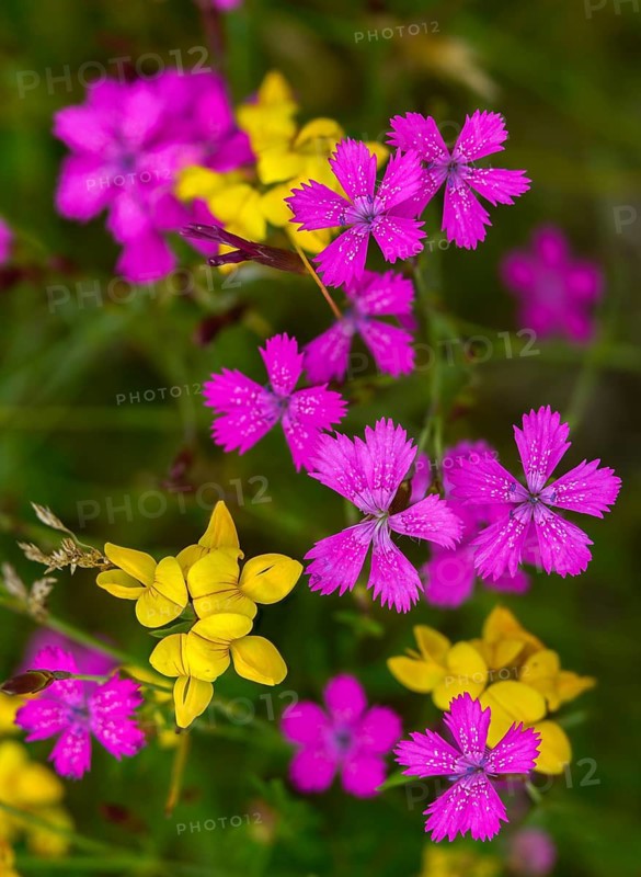 Caryophyllaceae, Dianthus deltoides, heather clove, flora, high size, portrait, lean grass, maiden pink, plants, dry grassland