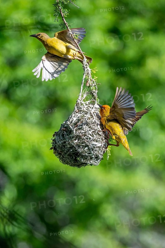 Male and female Cape Weaver Bird (Ploceus capensis) at its nest, Addo Elephant Park, South Africa