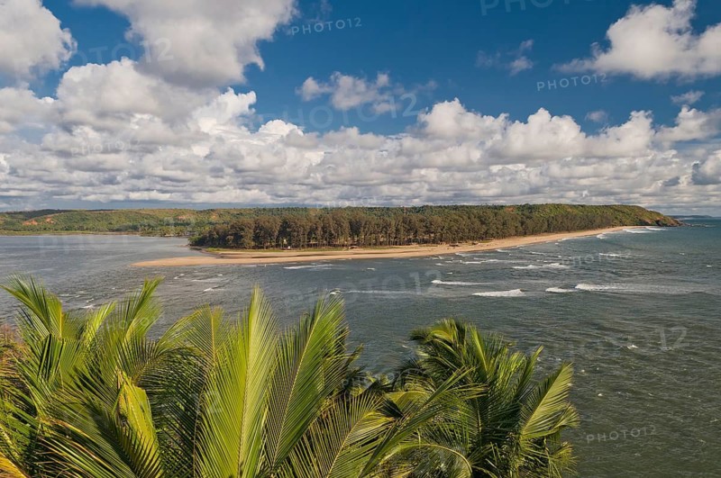 View of palm trees on the northernmost stretch of beach of Goa, Terekol, Goa, South India, India