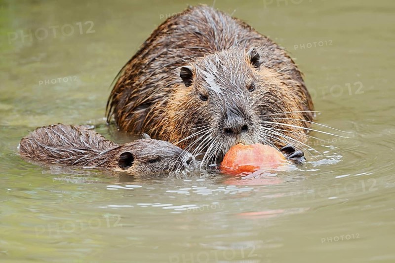 Nutria or swamp beaver (Myocastor coypus), a female and her young eating an apple in the water, North Rhine-Westphalia, Germany, an invasive species in Europe