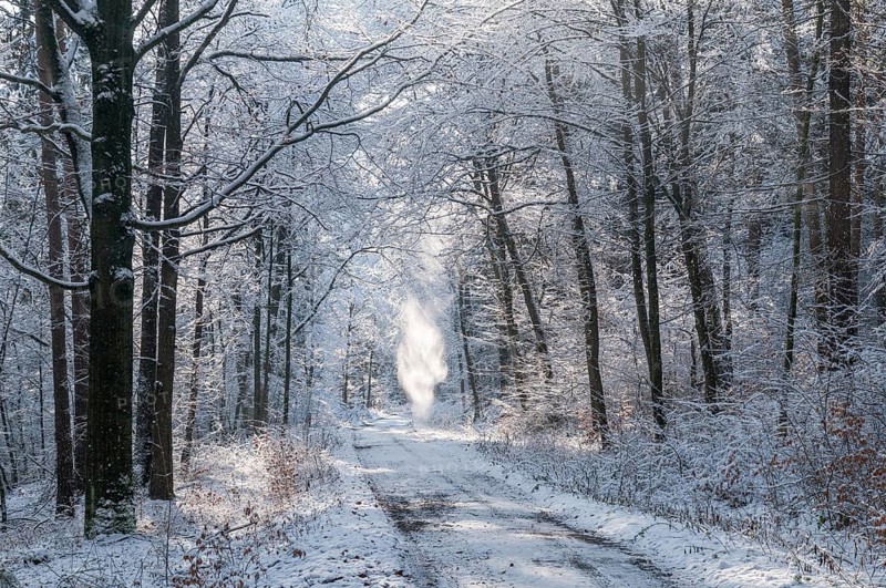 Tree, trees, landscape, snow, tree, forest, winter, wood