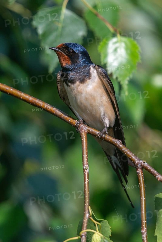 Hirundo rustica, barn swallow, birds, high size, portrait format, passeri, swallows, songbirds, birds