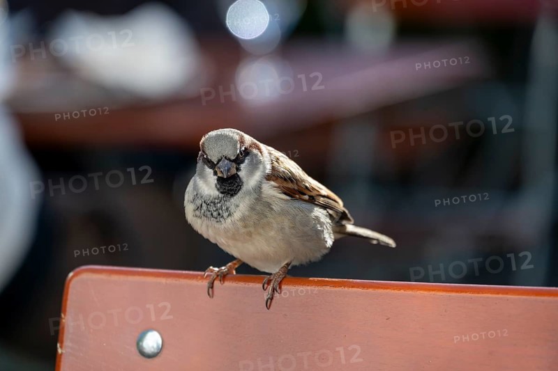 A sparrow (Passer domesticus) perched on the back of a chair, Upper Bavaria, Bavaria, Germany