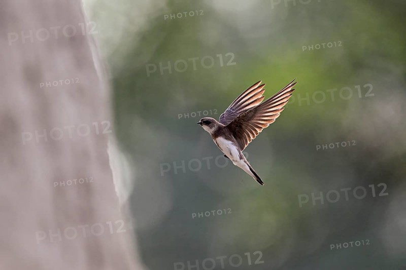 Sand Martin (Riparia riparia), in flight, Reussegg Nature Reserve, Canton of Aargau, Switzerland