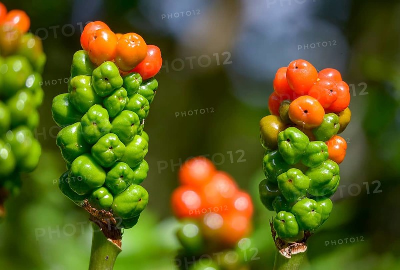 Araceae, Arum Maculatum, Spotted Arum Rod, Adder's Root, Arum Lily, Berries, Flora, Fruit, Plants, Snakeshead, Wild Arum