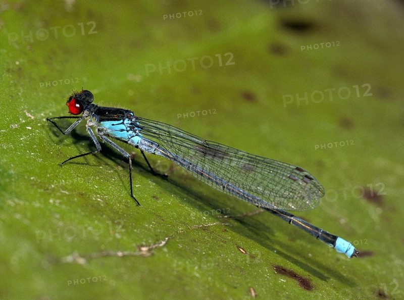Erythromma Najas, large pomegranate eye, red-eyed damselfly, damselflies, dragonflies, insects, leo, dragonflies, male, odonata, zygoptera