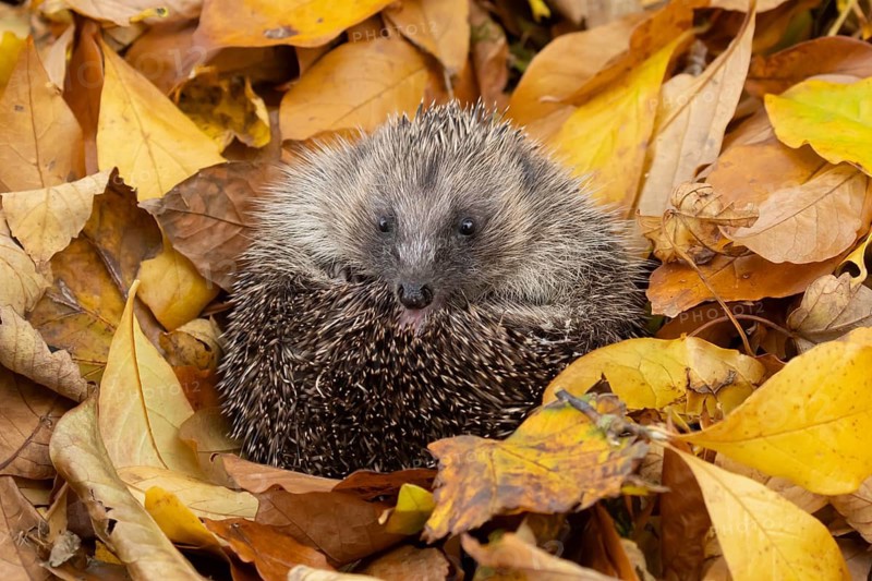 European hedgehog (Erinaceus europaeus) adult animal resting on autumn colour leaves, England, United Kingdom