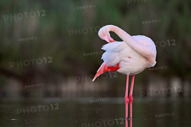 Pink flamingo (Phoenicopterus roseus), standing in the water preening its plumage, Camargue Regional Nature Park, southern France