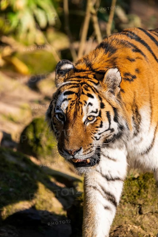 Siberian tiger (Panthera tigris tigris) walking in a forest, captive, incidence in Russia and Northeast China