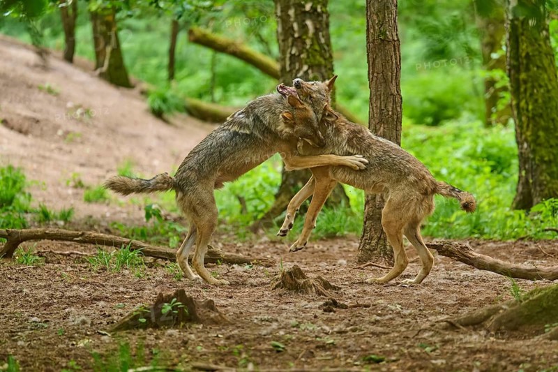 Wolves are playfully wrestling in the forest, clinging tightly to one another, summer, wolf (Canis lupus), Germany