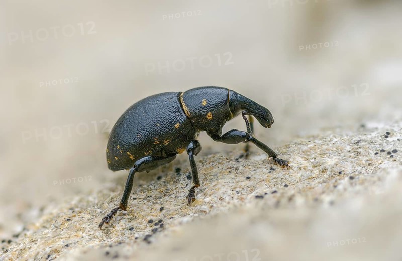 Curculionidae, German weevil, small butterbur weevil, Liparus germanus, molytinae, butterbur weevil, beetle, coleoptera, insects, beetles