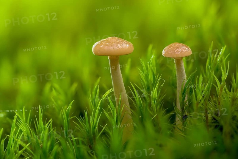 Clitocybe diatreta, meatfallow funnel, fungi, fungus, mushrooms, very young