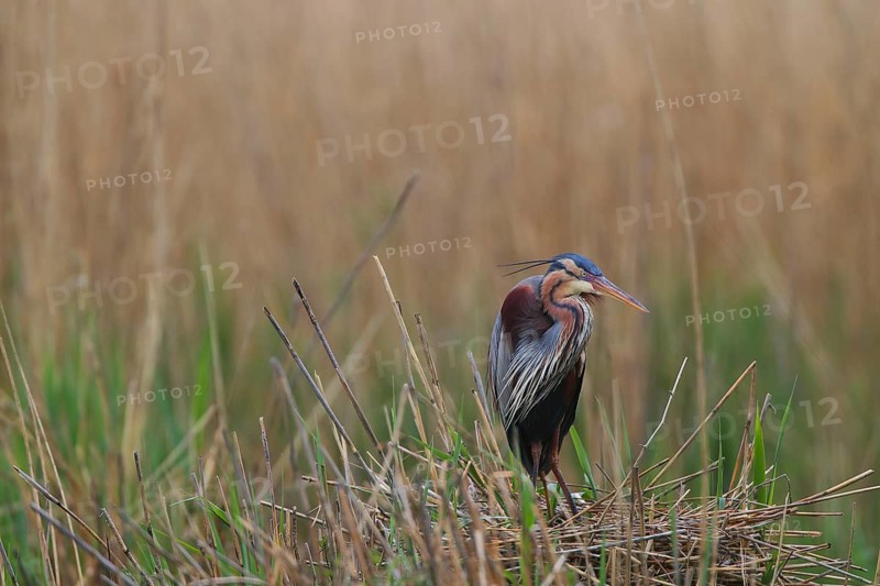 Heron on a nest in the reeds, head slightly tilted, purple heron (Ardea purpurea), in the nest, Baden-Württemberg, Germany