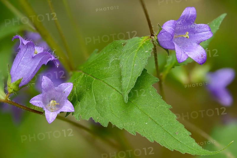 Campanula trachelium, campanulaceae, bellflower family, nettle leaved bellflower, flora, plants, plants