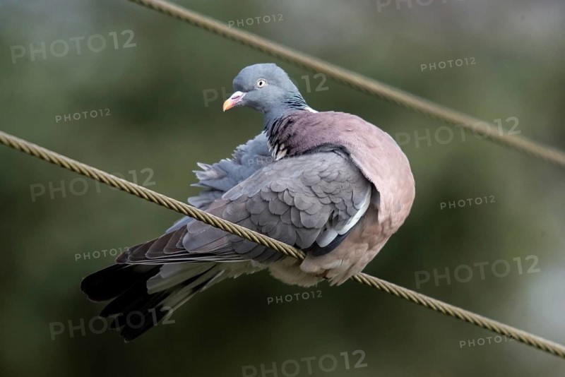 Columba palumbus, woodpigeon, birds, columbidae, doves, plumage care, preening, pigeons, birds
