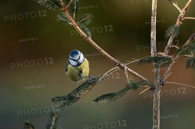 Blue tit (Cyanistes caeruleus) adult garden bird on a Christmas tree branch, England, United Kingdom